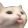 thewar4ikkCatBlep